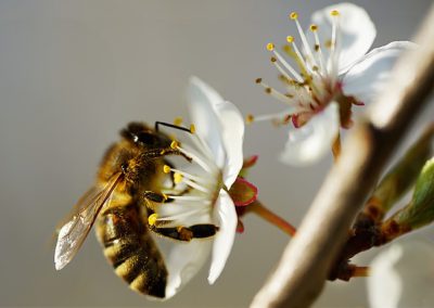abeille = bee