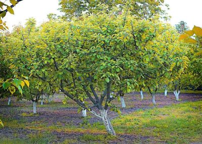 abricotier = apricot tree