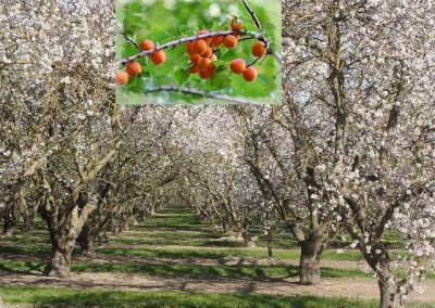 abricotier = apricot tree
