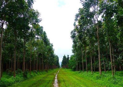 acajou = mahogany tree