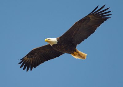 aigle = eagle