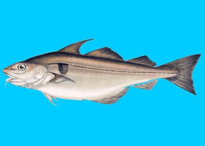 aiglefin = haddock