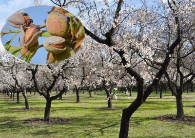 amandier = almond tree