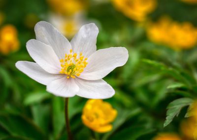 anémone = anemone