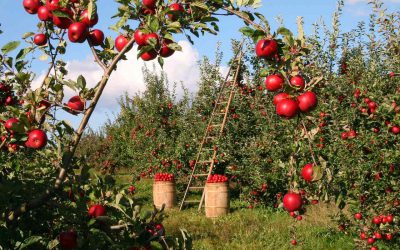 Arbres fruitiers / Fruit trees