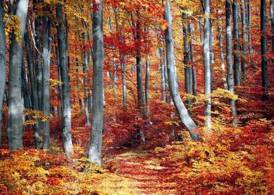 automne = autumn, fall (us)