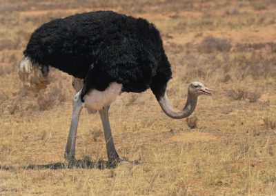 autruche = ostrich