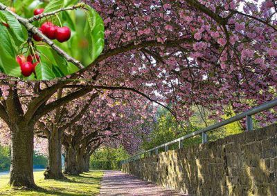 cerisier = cherry tree