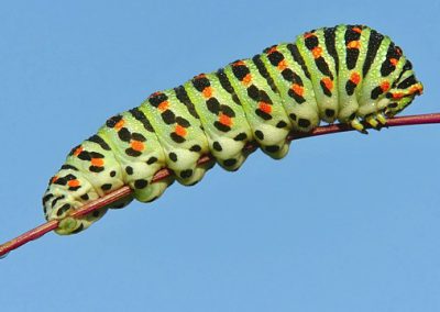 chenille = caterpillar