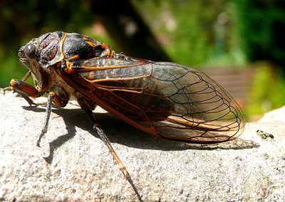 cigale = cicada
