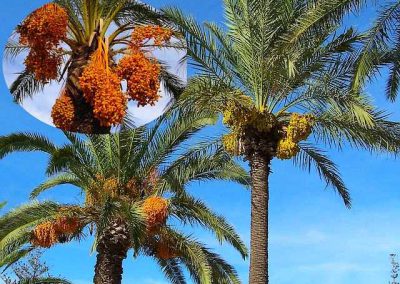 dattier = date palm