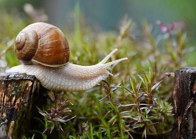escargot = snail