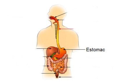 estomac = stomach