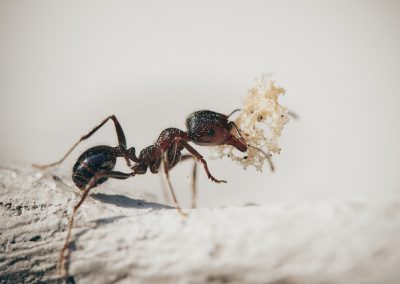 fourmi = ant