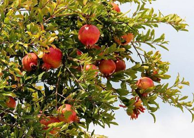 grenadier = pomegranate tree
