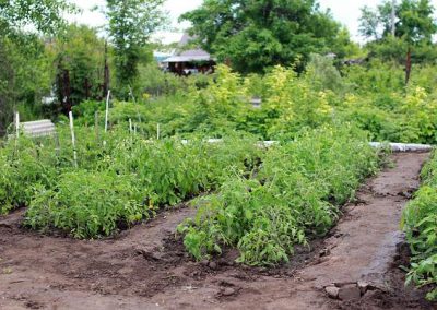 jardin potager = vegetable garden