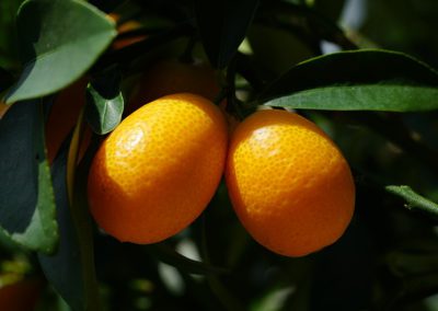 kumquat = kumquat