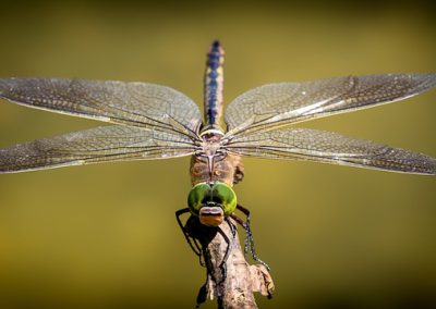 libellule = ragonfly