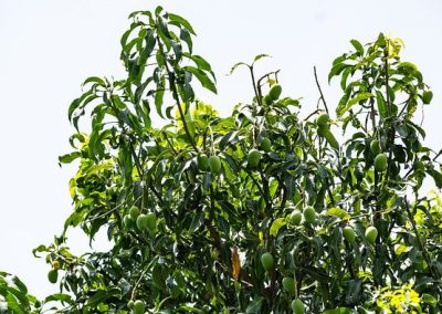 manguier = mango tree