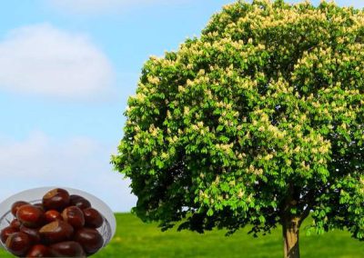marronnier d'inde = horse chestnut tree