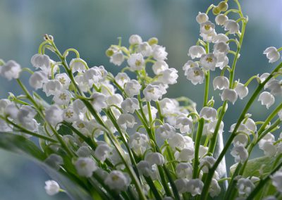 muguet = lily of the valley