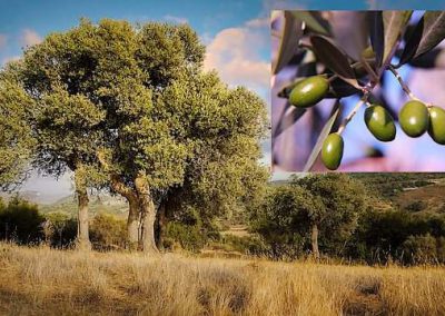 olivier = olive tree