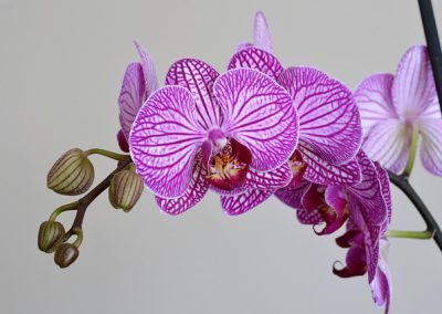 orchidée = orchid