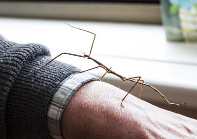 phasme = stick insect