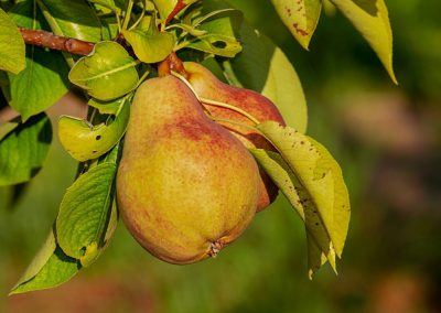 poire = pear