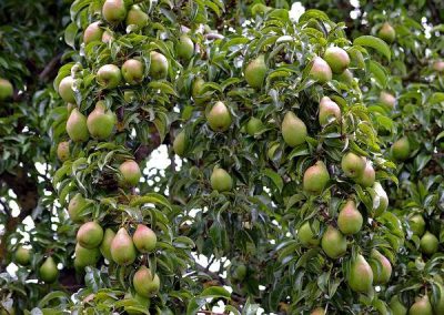 poirier = pear tree