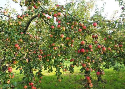 pommier = apple tree