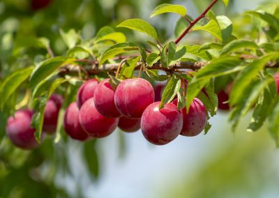 prunier = plum tree