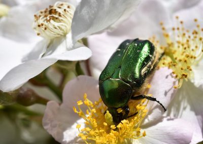scarabée = beetle